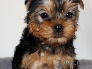 Zdjęcie №3. Wspaniałe szczenięta Toy Yorkie są już gotowe do odbioru. USA