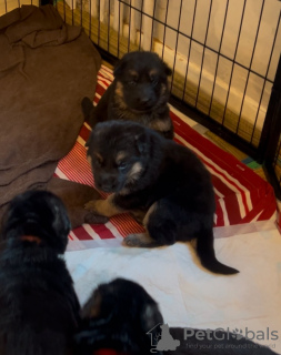 Zdjęcie №2 do zapowiedźy № 132095 na sprzedaż  yorkshire terrier - wkupić się Australia prywatne ogłoszenie