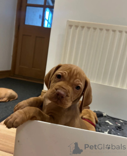 Zdjęcie №1. wyżeł węgierski krótkowłosy - na sprzedaż w Gavirzhov | 2541zł | Zapowiedź №153753