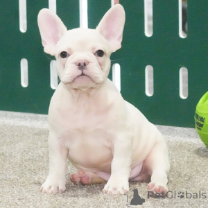 Zdjęcie №2 do zapowiedźy № 162630 na sprzedaż  buldog francuski - wkupić się Niemcy 