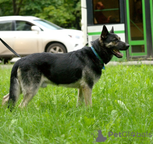 Dodatkowe zdjęcia: Wielki, wschodnioeuropejski pies pasterski, wiek 4,5 roku. Szukam domu.