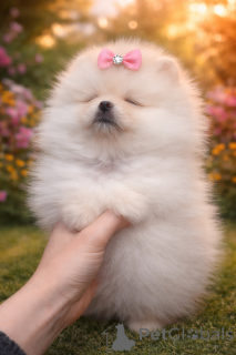 Zdjęcie №3. Krytyczna dziewczyna VIP!. Ukraina