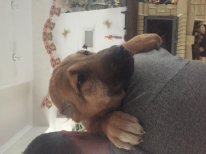 Zdjęcie №4. Sprzedam owczarek środkowoazjatycki w Минск. od żłobka - cena - Negocjowane