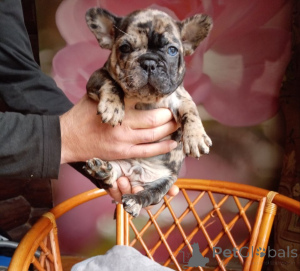 Dodatkowe zdjęcia: Śliczne szczenięta buldoga francuskiego.