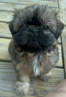Zdjęcie №1. shih tzu - na sprzedaż w Zły Münsteerefel | 2009zł | Zapowiedź №176229