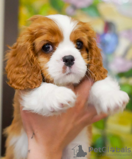 Zdjęcie №2 do zapowiedźy № 95862 na sprzedaż  cavalier king charles spaniel - wkupić się Turcja prywatne ogłoszenie