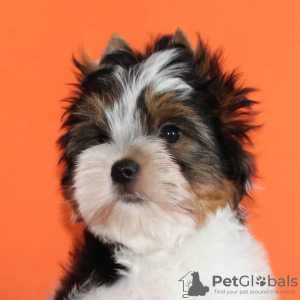 Zdjęcie №3. Szczenięta Beaver York. Białoruś