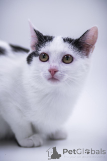 Zdjęcie №3. Urocza księżniczka w prezencie!. Federacja Rosyjska