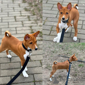 Zdjęcie №4. Sprzedam basenji w Mińsk. hodowca - cena - 822zł