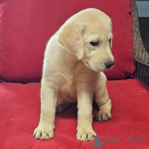 Zdjęcie №3. Margo Labrador Retriever Suczka 10 tygodni Gotowa do domu. Niemcy