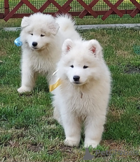 Dodatkowe zdjęcia: SAMOYED szczeniak piesek (FCI) urodzony 07.06.2024