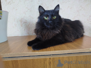 Zdjęcie №2 do zapowiedźy № 164928 na sprzedaż   - wkupić się Białoruś 