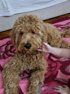 Dodatkowe zdjęcia: Goldendoodle F1