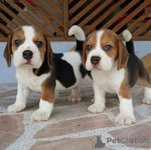 Dodatkowe zdjęcia: Piękne szczenięta Beagle