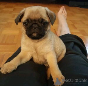 Zdjęcie №3. Pug Slopies for Adoption. Niemcy