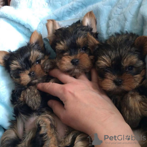 Zdjęcie №3. Zdrowe szczenięta Yorkshire Terrier dla kochających domów. Niemcy