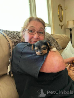 Zdjęcie №1. yorkshire terrier biewer - na sprzedaż w Miasto na Florydzie | 3707zł | Zapowiedź №167868