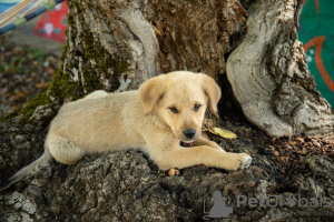 Zdjęcie №4. Sprzedam labrador retriever w Tbilisi. prywatne ogłoszenie - cena - 497zł