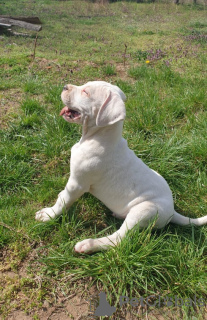 Dodatkowe zdjęcia: Szczeniaki Dogo Argentino