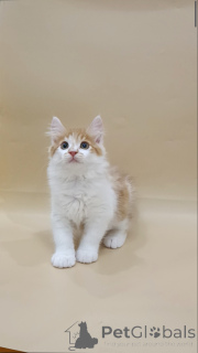 Zdjęcie №3. Kocięta Kuril Babtail. Polska