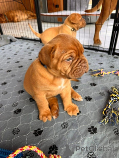 Zdjęcie №1. dog z bordeaux - na sprzedaż w Huisseau-sur-cosson | Bezpłatny | Zapowiedź №170456