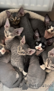 Zdjęcie №1. devon rex - na sprzedaż w Bidford-on-Avon | 3348zł | Zapowiedź № 163022