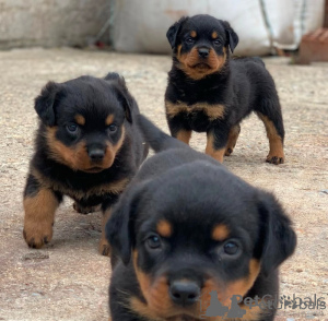 Zdjęcie №1. rottweiler - na sprzedaż w Paryż | negocjowane | Zapowiedź №157232