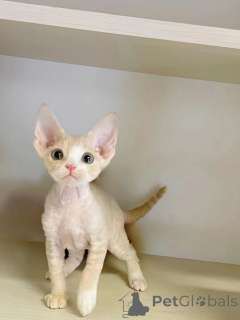 Zdjęcie №1. kot peterbald - na sprzedaż w Aizlingen | 2153zł | Zapowiedź № 157796