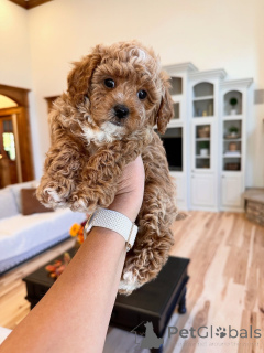 Zdjęcie №2 do zapowiedźy № 157471 na sprzedaż  labradoodle - wkupić się Luksemburg prywatne ogłoszenie