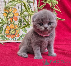 Zdjęcie №1. scottish fold - na sprzedaż w Kran-Montana | 1674zł | Zapowiedź № 178744