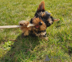 Dodatkowe zdjęcia: Sprzedam urocze szczenięta rasy Yorkie