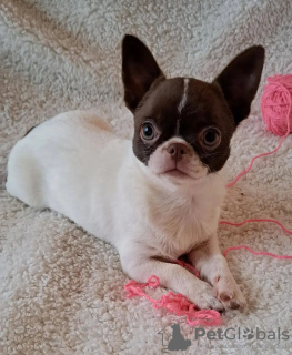 Zdjęcie №2 do zapowiedźy № 131996 na sprzedaż  pies nierasowy - wkupić się Holandia hodowca