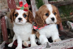 Zdjęcie №3. Urocze szczenięta Cavalier King Charles do bezpłatnej adopcji. Niemcy