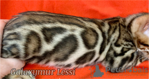 Zdjęcie №2 do zapowiedźy № 9260 na sprzedaż  kot bengalski - wkupić się Federacja Rosyjska od żłobka