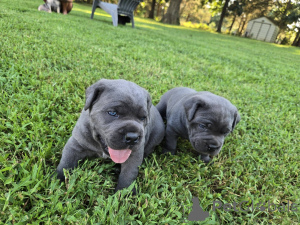 Zdjęcie №3. Nuttede Cane Corso hvalpe søger et kærligt hjem for altid. Dania