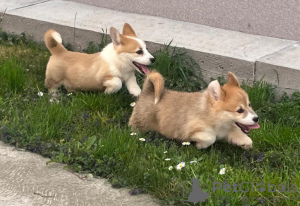 Zdjęcie №3. Walijski Corgi Pembroke szczenięta. Serbia