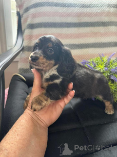 Zdjęcie №2 do zapowiedźy № 163176 na sprzedaż  jamnik - wkupić się Polska hodowca