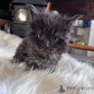 Zdjęcie №4. Sprzedam maine coon w Nowy Jork. prywatne ogłoszenie - cena - 1525zł