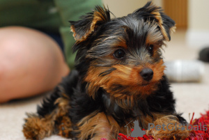 Zdjęcie №2 do zapowiedźy № 100925 na sprzedaż  yorkshire terrier - wkupić się Niemcy prywatne ogłoszenie