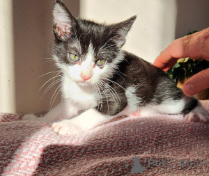 Zdjęcie №1. kot europejski krótkowłosy - na sprzedaż w Wiedeń | negocjowane | Zapowiedź № 136607