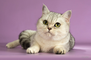 Zdjęcie №3. Szkocki kot na sprzedaż. Federacja Rosyjska