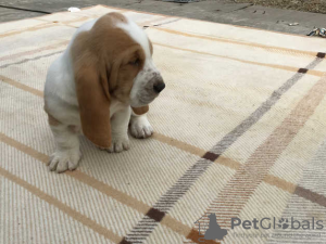 Zdjęcie №1. basset hound - na sprzedaż w Berlin | 1256zł | Zapowiedź №70869