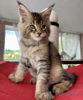 Zdjęcie №1. maine coon - na sprzedaż w Baden-Baden | 4736zł | Zapowiedź № 163662