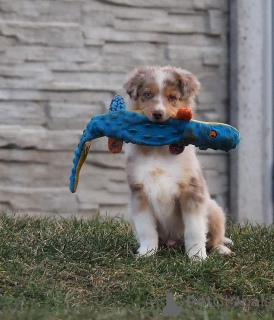 Zdjęcie №1. owczarek australijski - na sprzedaż w Klosterneuburg | negocjowane | Zapowiedź №165327