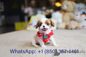 Zdjęcie №3. Dean Janet Kay Puppies House. USA