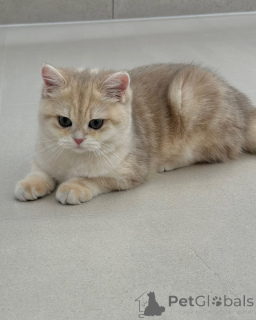 Zdjęcie №2 do zapowiedźy № 157998 na sprzedaż  kot brytyjski krótkowłosy - wkupić się Finlandia prywatne ogłoszenie