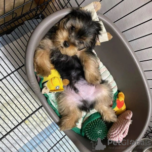 Zdjęcie №4. Sprzedam yorkshire terrier w Гамбург. prywatne ogłoszenie - cena - 1581zł