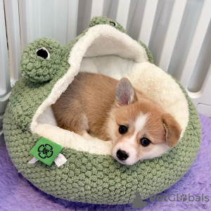 Zdjęcie №3. Pembroke Velso korgių šuniukai. Litwa