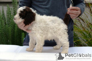 Zdjęcie №3. Lagotto Romagnolo, szczenięta płci męskiej. Serbia