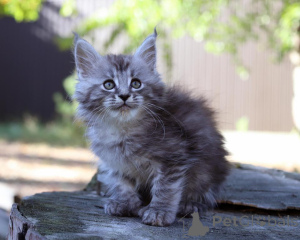 Zdjęcie №1. maine coon - na sprzedaż w Norderstedt | 1674zł | Zapowiedź № 173636